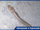 Смелый «Рики-Тики-Тави» убил двухметровую гадюку на улице Таганрога
