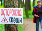 За прошедшую неделю в Таганроге увеличилось число пострадавших от укусов клещей