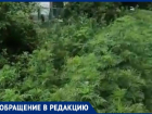 В Таганроге детский садик окружен амброзией с человеческий рост
