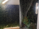 С наступлением жары Таганрог снова стали одолевать зелёные комары