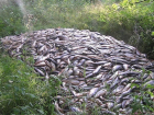 Сотрудники ФСБ задержали браконьеров в Таганрогском заливе