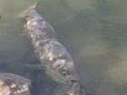 Что же происходит с рыбой в Таганроге,  съедобна ли она