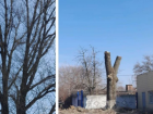 Весенняя уборка в Таганроге продолжается: идет подрезка деревьев 