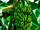 В Таганроге можно будет вырастить бананы и кокосы через 30 лет