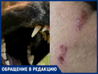 «Спасли куртка, свитер и рубашка»: стаи бродячих собак в Таганроге продолжают нападать на людей