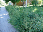 В Таганроге вновь пытаются бороться с сорняками