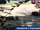 В Таганроге набросилась собака на ребенка: что на это ответили в МКУ «Благоустройство»