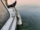 Дельфина спасли пограничники из сетей в Таганрогском заливе