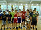 Таганрогский бокс возрождается талантливой молодежью