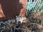Живодёр из Таганрога всадил несколько пуль в уличного кота  