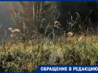 Бурьян выше головы на участке, где депутатом  Станога