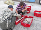 За полгода 13 уголовных дел возбудили за незаконную ловлю рыбы в Таганрогском заливе