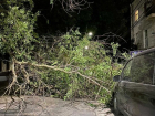 Живые деревья уничтожают, а упавшие валяются посреди дороги в центре города