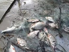 У браконьеров Таганроге изъяли сети и рыбу и транспорт