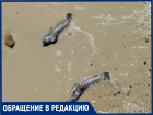 На пляж Таганрога выбрасывает мёртвую рыбу, а её даже не убирают - пожаловались горожане