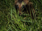 Фотохудожник Таганрога сделал снимок енотовидной собаки