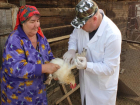 «Птичку жалко!»: на Дону проходит вынужденная вакцинация птиц