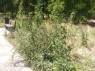 После публикации в СМИ прокуратура заставила покосить траву в Приморском парке Таганрога
