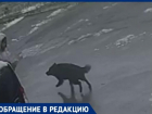 На видео попал момент нападения бездомной собаки на человека в Таганроге