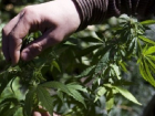 19-летний четверокурсник из Таганрога делал дома марихуану из конопли