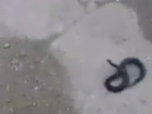 Упитанная черная змейка напугала туристов в центре Таганрога