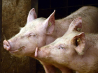 «Негде выгулять свиней – получите штраф» - к административной ответственности привлекли жителя Неклиновского района