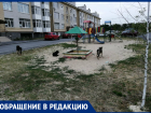 Бродячие собаки атакуют детские площадки в Таганроге