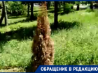 В Таганроге в обновленном Приморском парке уже начали увядать деревья