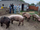 В хуторе, недалеко от Таганрога, зафиксирован случай африканской чумы свиней