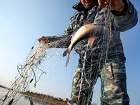 В Таганрогском заливе поймали браконьера с жаберными сетями