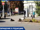 «Благоустройство» Таганрога  не реагирует на жалобы по бездомным собакам