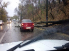  В Таганроге на автомобиль  упало  дерево