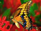 Сильная, быстрая и удивительная - бабочка Махаон 