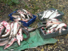 Выловивших 300 килограмм рыбы браконьеров поймали на берегу Таганрогского залива