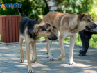 Бездомные животные в Таганроге - до сих не решенная проблема 
