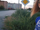 Штрафуют строже, но амброзии в Таганроге меньше не становится