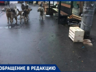 И снова собаки – агрессивные стаи на «Центральном рынке» пугают горожан
