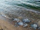 Нашествие медуз в Таганроге