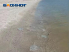 Азовское море и Таганрогский залив попробуют очистить от медуз в будущем году