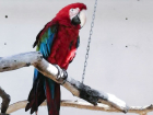 В южном парке птиц «Малинки» улучшили качество связи