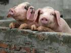 Таганрожцев просят быть бдительнее в связи со вспышкой африканской чумы свиней в Волгоградской области