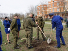 В Таганроге высадили 30 кленов в память о погибших воинах