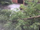 Упавшие деревья и оборванные провода – последствия урагана в Таганроге