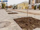 "Туи не для Таганрога": горожане переживают за судьбу деревьев на Петровской