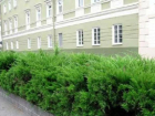 В Таганроге у Дворца Алфераки появится живая изгородь