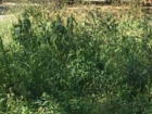 Таганрогские руководители   в числе нарушителей по нескошенной траве и карантинной растительности 