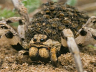 По таганрогской набережной ползают  ядовитые пауки