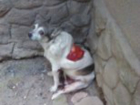  В Таганроге появился садист – живодер, с собаки  срезали кожу 