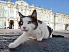 Сегодня всемирный день петербургских котов и кошек