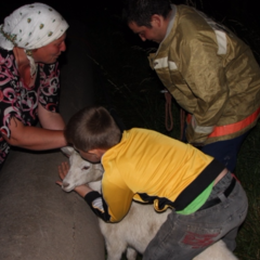 В Ростовской области спасли  козу из бетонного плена